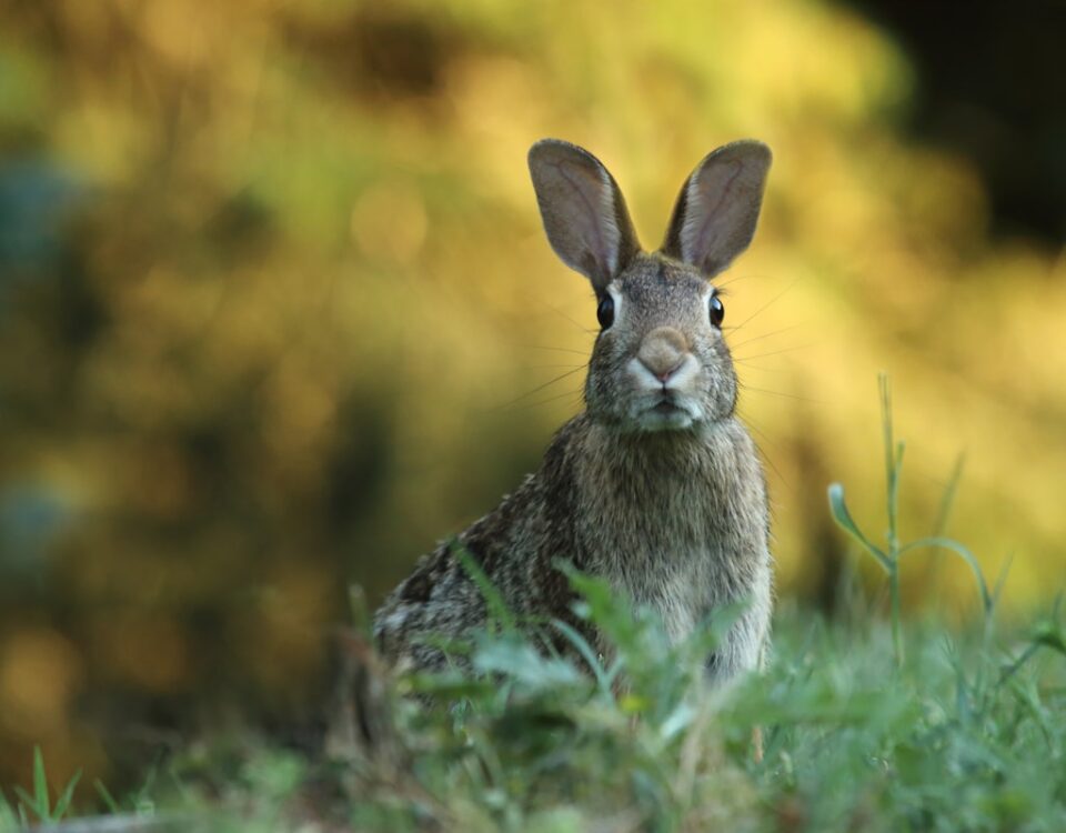 Qual a história por trás do Jogo do Bicho? selective focus photography of brown rabbit