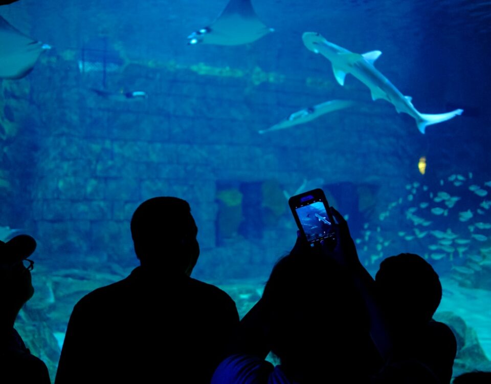 Como o turismo impulsiona a economia digital? Como o turismo impulsiona a economia digital?