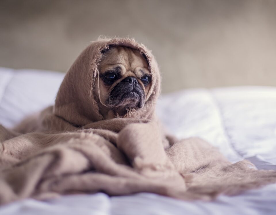 Medicamentos veterinários podem influenciar a saúde do seu pet? pug covered with blanket on bedspread