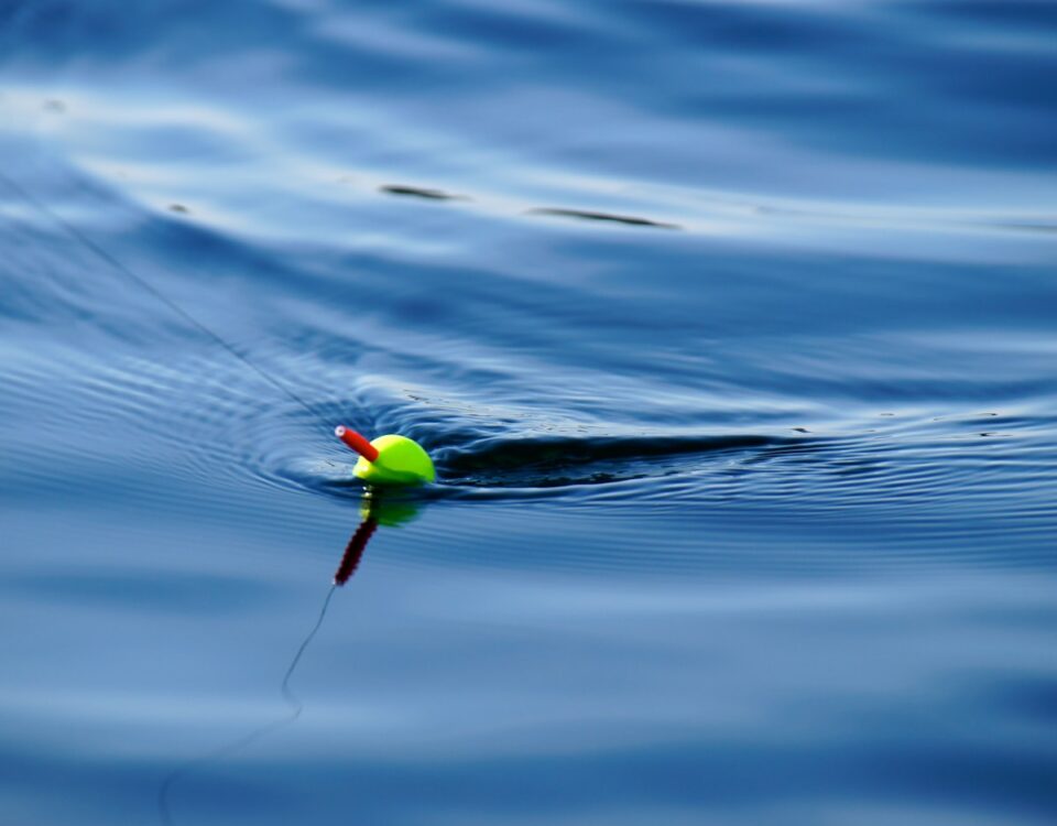 Quais as melhores iscas para cada tipo de pescaria? close up photography of floater