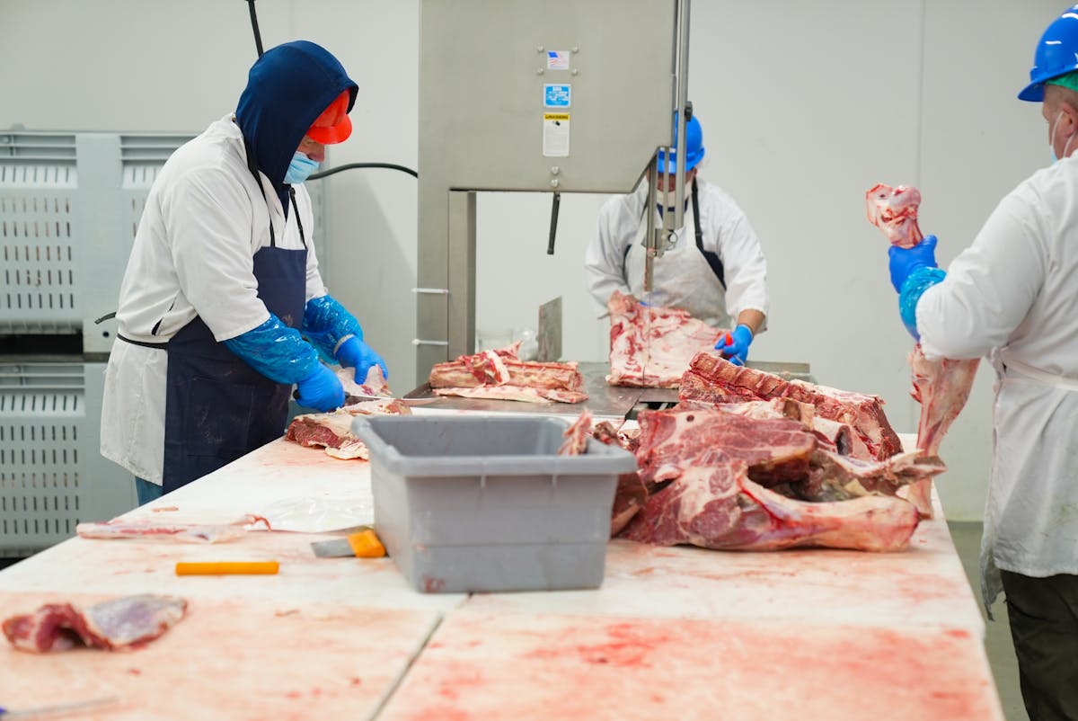 Qual a diferença entre resfriar e congelar cargas? Skilled butchers processing raw meat in a factory, wearing protective clothing and equipment.