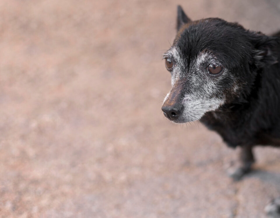 O que muda na rotina de pets idosos? O que muda na rotina de pets idosos?