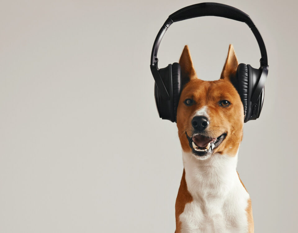 Por que músicas acalmam tanto os cachorros? Por que músicas acalmam tanto os cachorros?