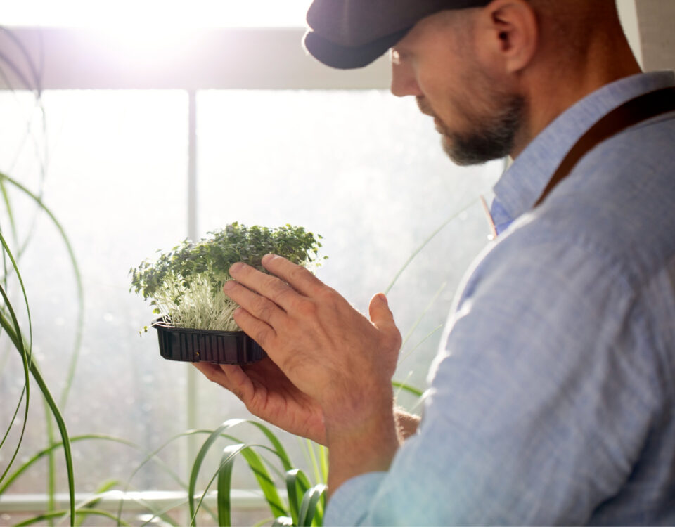 Por que o microclima certo faz plantas renderem mais? Por que o microclima certo faz plantas renderem mais?