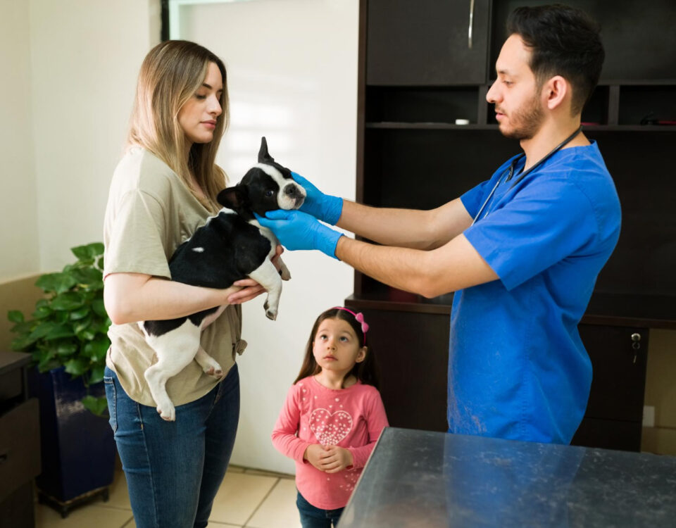 O que avaliar antes de escolher uma clínica veterinária?