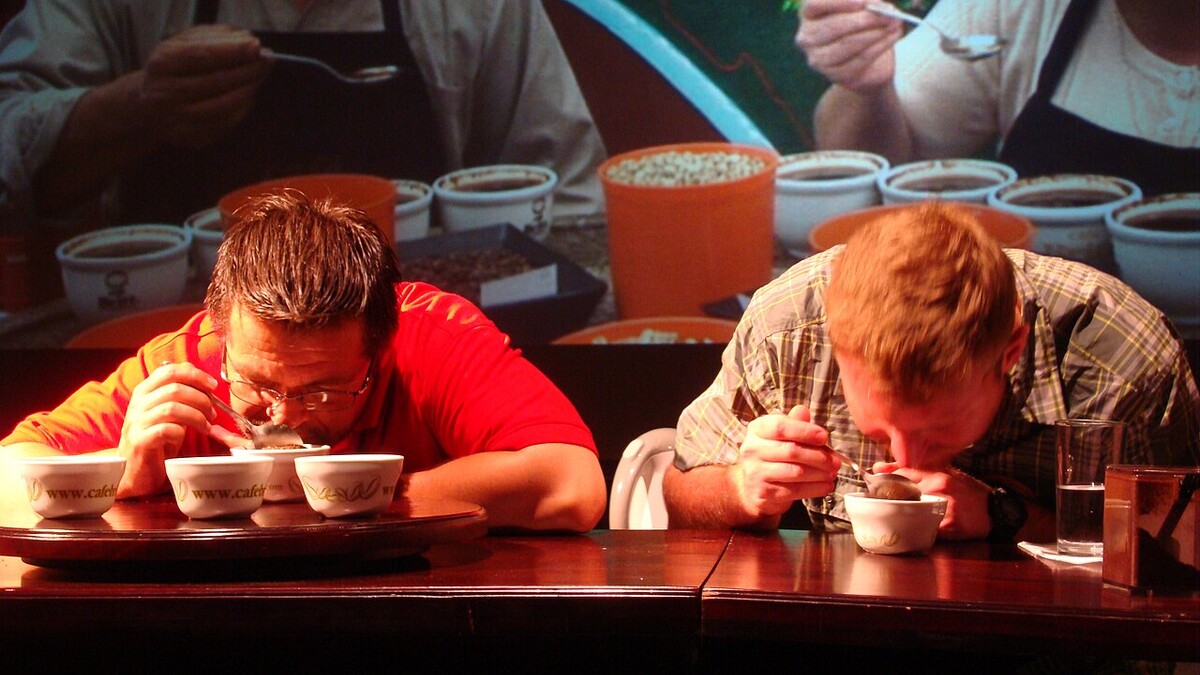 Café tradicional, gourmet ou especial: o que muda na xícara? Provadores avaliando cafés em sessão de prova com xícaras alinhadas