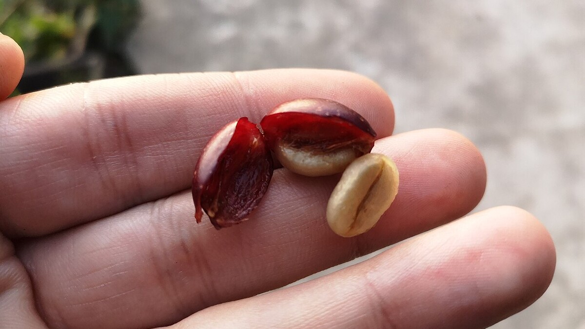 Café tradicional, gourmet ou especial: o que muda na xícara? Fruto de café aberto mostrando os grãos dentro da polpa vermelha