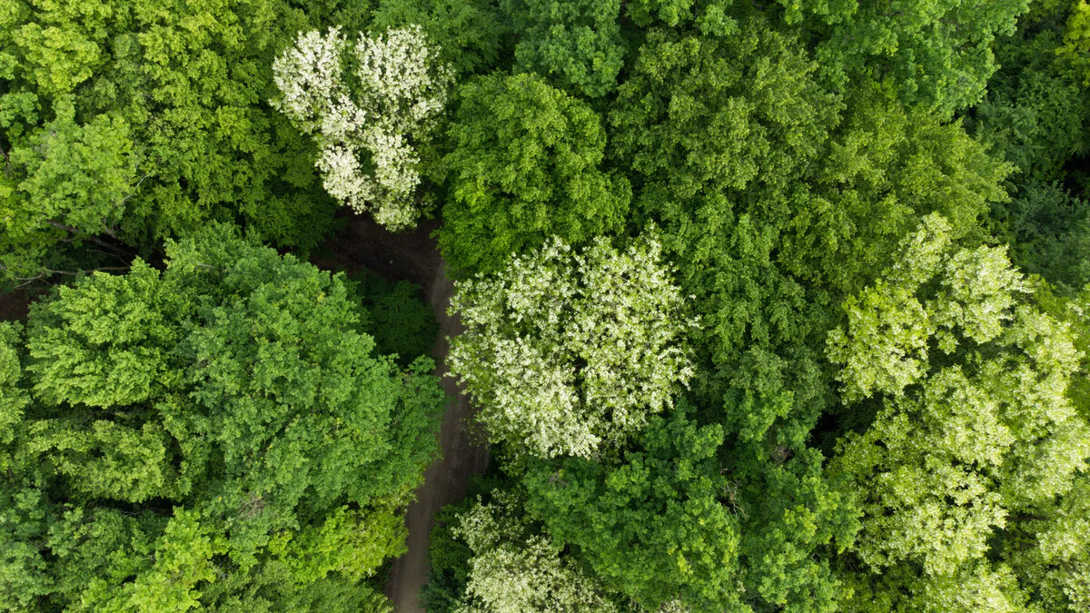 Vista aérea de vegetação nativa