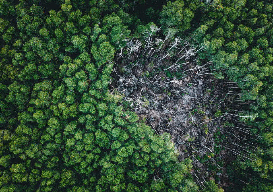 Área de floresta interrompida por trecho desmatado