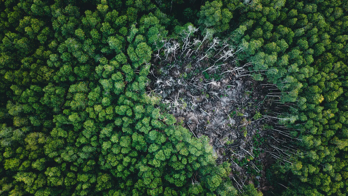 Área de floresta interrompida por trecho desmatado