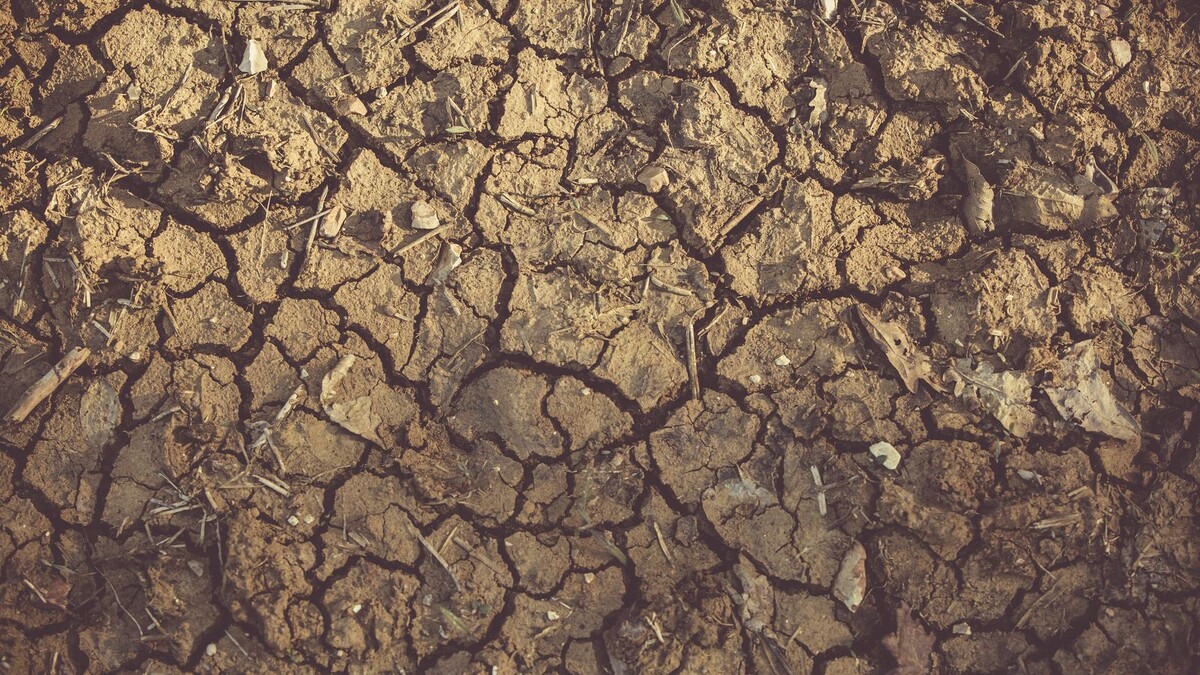 Terreno árido com vegetação seca